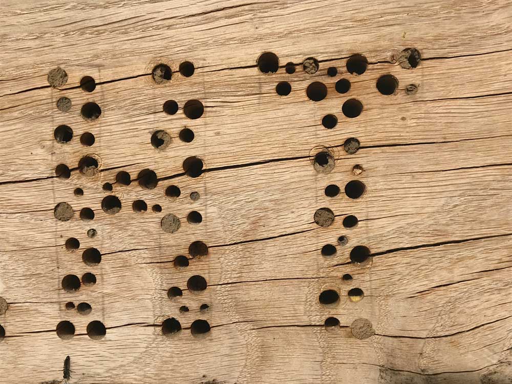 Löcher für Wildbienen